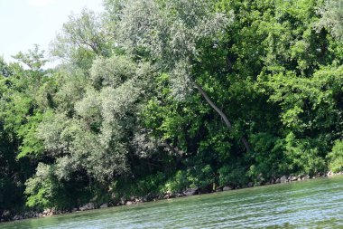 Yazın güzel yeşil ormanın doğa manzarası