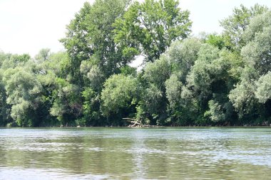 Yazın güzel yeşil ormanın doğa manzarası