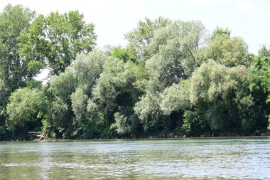 Yazın güzel yeşil ormanın doğa manzarası