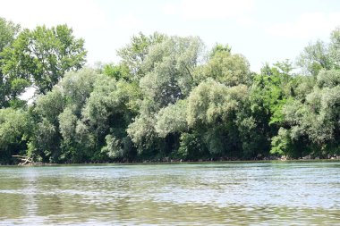 Yazın güzel yeşil ormanın doğa manzarası
