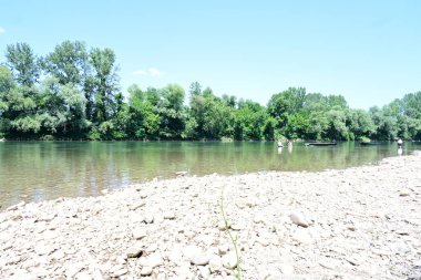 Yazın güzel yeşil ormanın doğa manzarası
