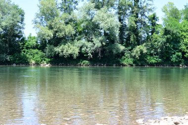 Yazın güzel yeşil ormanın doğa manzarası