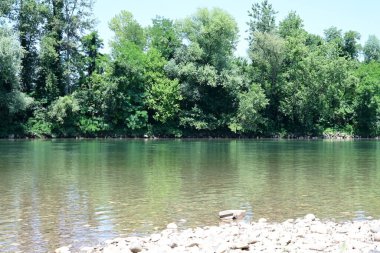 Yazın güzel yeşil ormanın doğa manzarası