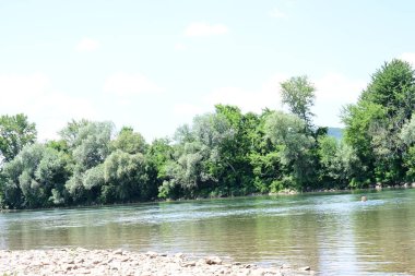 Yazın güzel yeşil ormanın doğa manzarası