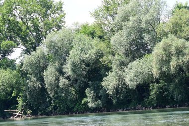 Yazın güzel yeşil ormanın doğa manzarası