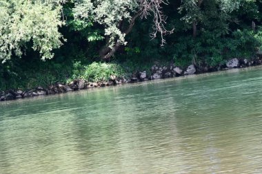 Yazın güzel yeşil ormanın doğa manzarası