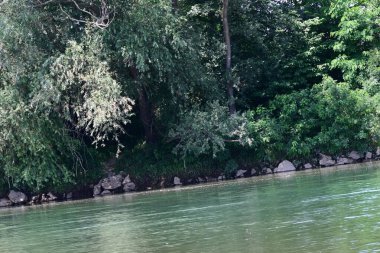 Yazın güzel yeşil ormanın doğa manzarası