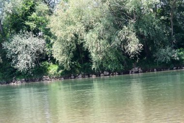 Yazın güzel yeşil ormanın doğa manzarası