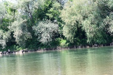 Yazın güzel yeşil ormanın doğa manzarası