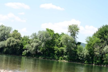 Yazın güzel yeşil ormanın doğa manzarası