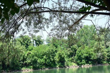 Yazın güzel yeşil ormanın doğa manzarası