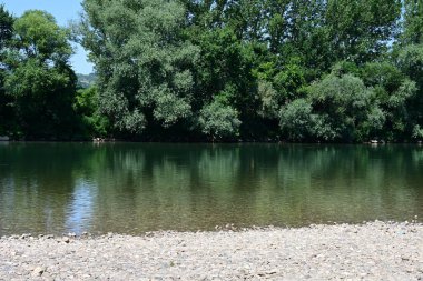 Yazın güzel yeşil ormanın doğa manzarası