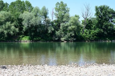 Yazın güzel yeşil ormanın doğa manzarası