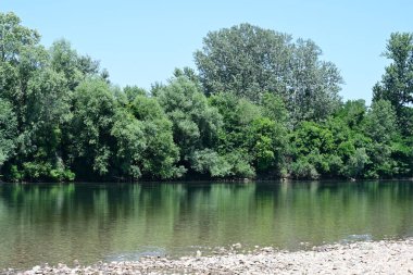 Yazın güzel yeşil ormanın doğa manzarası