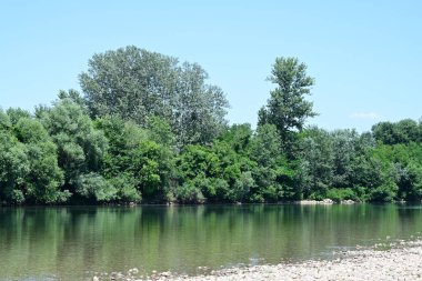 Yazın güzel yeşil ormanın doğa manzarası