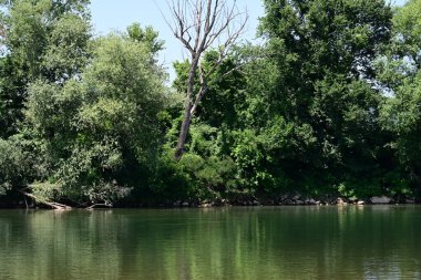 Yazın güzel yeşil ormanın doğa manzarası
