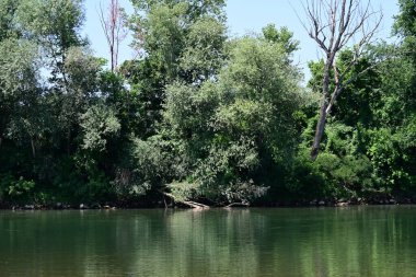 Yazın güzel yeşil ormanın doğa manzarası