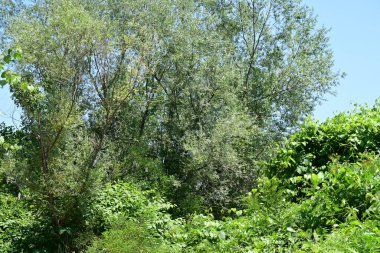 Yazın güzel yeşil ormanın doğa manzarası