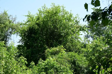 Yazın güzel yeşil ormanın doğa manzarası
