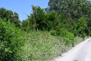 Yazın güzel yeşil ormanın doğa manzarası