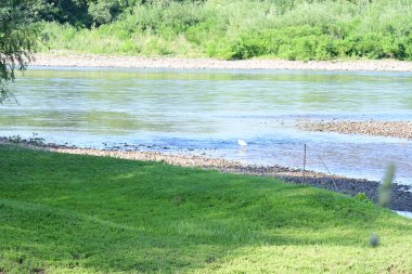 Yazın güzel yeşil ormanın doğa manzarası
