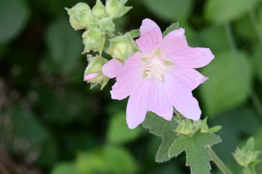 Bahçede açan güzel çiçeğin yakın görüntüsü 