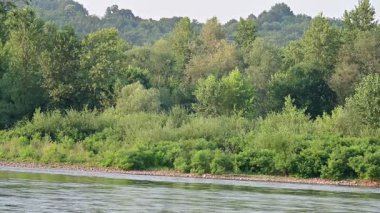 Ormandaki nehrin güzel manzarası 
