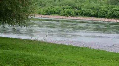 Ormanda nehri olan güzel bir manzara. 