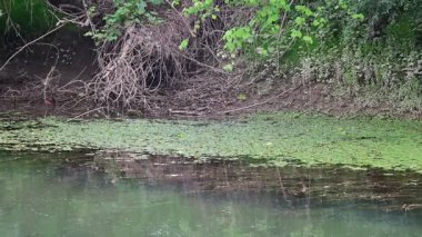 Ormandaki güzel dağ nehri