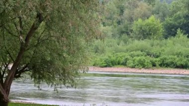Büyük yeşil ormanı olan güzel bir nehir manzarası. 