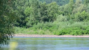 Büyük yeşil ormanı olan güzel bir nehir manzarası. 