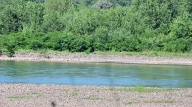 Büyük yeşil ormanı olan güzel bir nehir manzarası. 