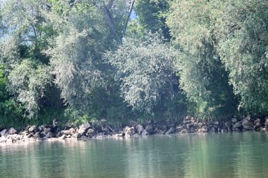 Nehir kıyısının yemyeşil manzarası.