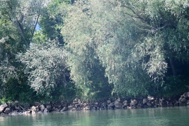 Nehir kıyısının yemyeşil manzarası.