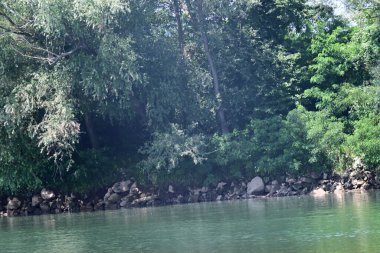 Nehir kıyısının yemyeşil manzarası.