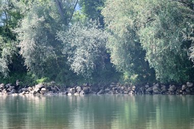 Nehir kıyısının yemyeşil manzarası.