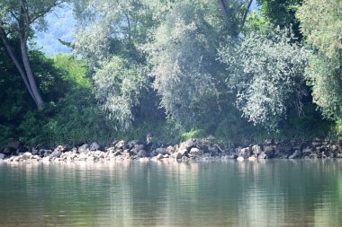 Nehir kıyısının yemyeşil manzarası.