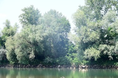 Nehir kıyısının yemyeşil manzarası.