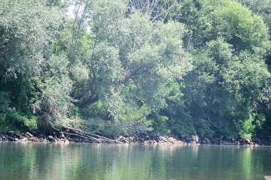 Nehir kıyısının yemyeşil manzarası.