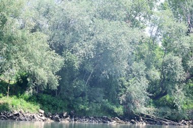 Nehir kıyısının yemyeşil manzarası.