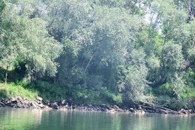 Nehir kıyısının yemyeşil manzarası.