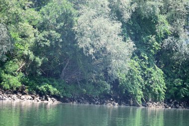 Nehir kıyısının yemyeşil manzarası.