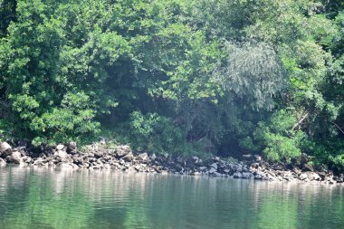 Nehir kıyısının yemyeşil manzarası.