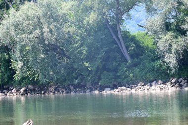 Nehir kıyısının yemyeşil manzarası.