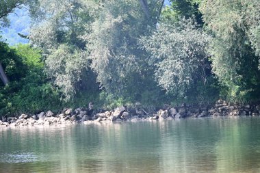 Nehir kıyısının yemyeşil manzarası.