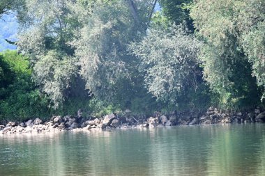 Nehir kıyısının yemyeşil manzarası.