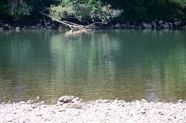 Nehir kıyısının yemyeşil manzarası.