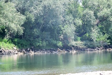 Nehir kıyısının yemyeşil manzarası.