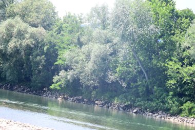 Nehir kıyısının yemyeşil manzarası.