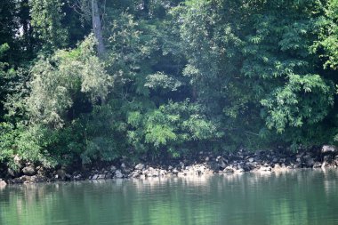 Nehir kıyısının yemyeşil manzarası.